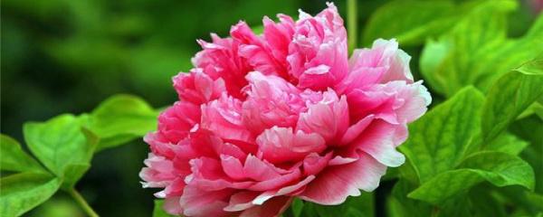 牡丹要种几年才会开花