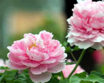 牡丹要种几年才会开花