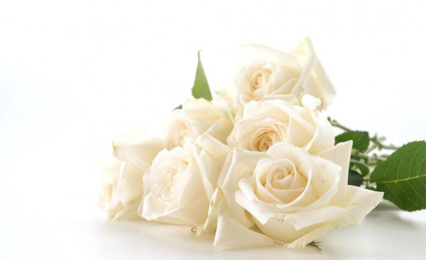 16朵白玫瑰花语是什么意思