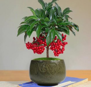 家庭养什么植物最好 适合室内的植物大全