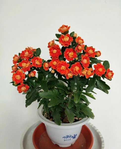 家庭养什么植物最好
