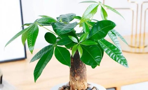 家庭养什么植物最好
