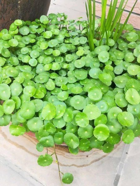 家庭养什么植物最好