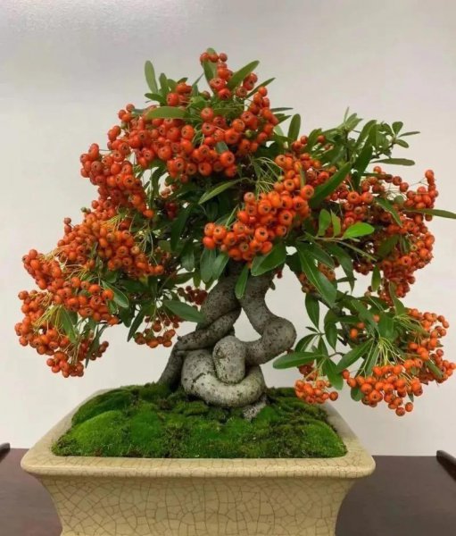 家庭养什么植物最好