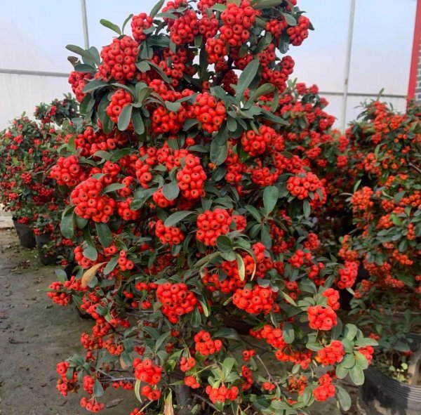 家庭养什么植物最好