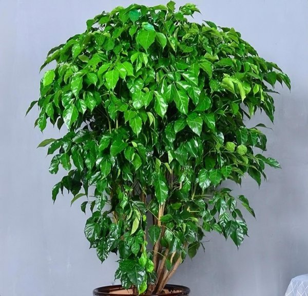 家庭养什么植物最好