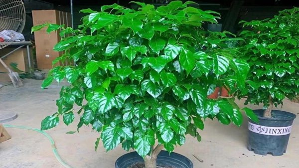 家庭养什么植物最好