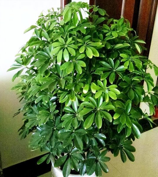 家庭养什么植物最好