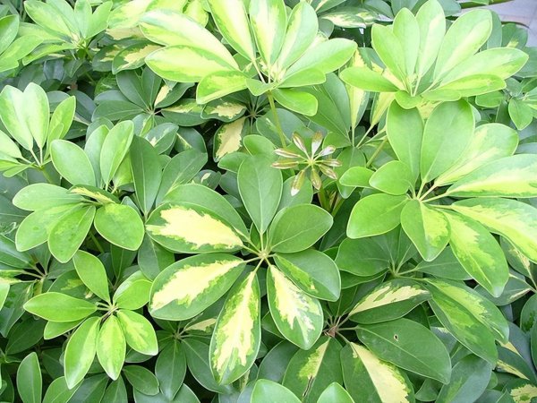 家庭养什么植物最好