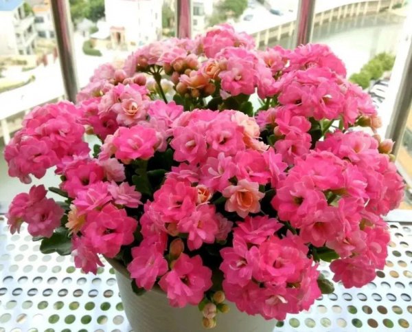 家庭养什么植物最好