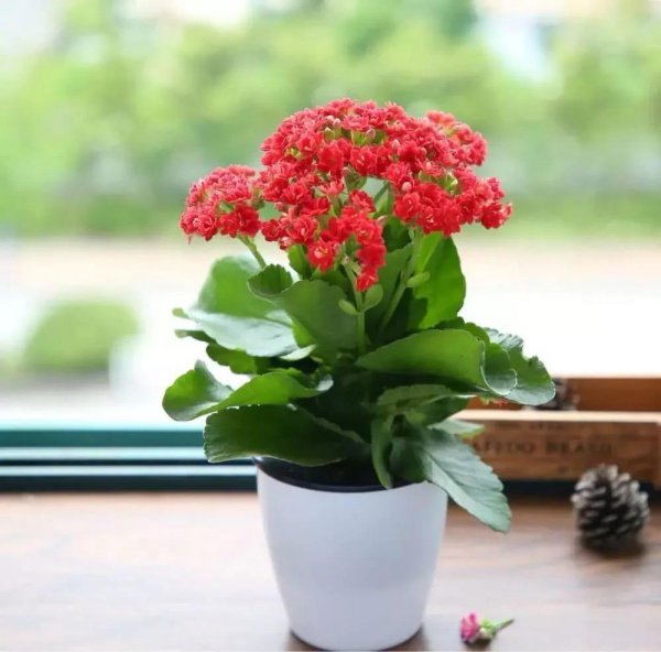 家庭养什么植物最好