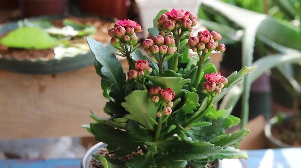 家庭养什么植物最好