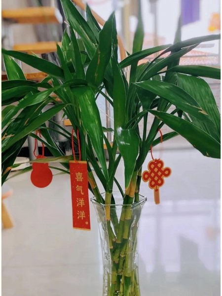 家庭养什么植物最好