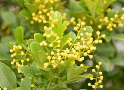 米兰花的四季养护方法 教你养米兰的小秘诀