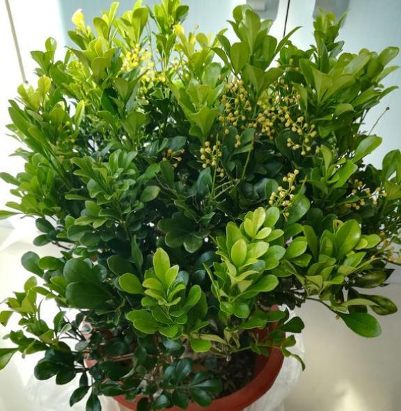 米兰花的四季养护方法