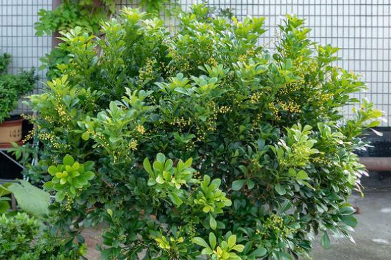 米兰花的四季养护方法