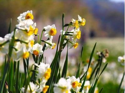 水仙花开几天最好