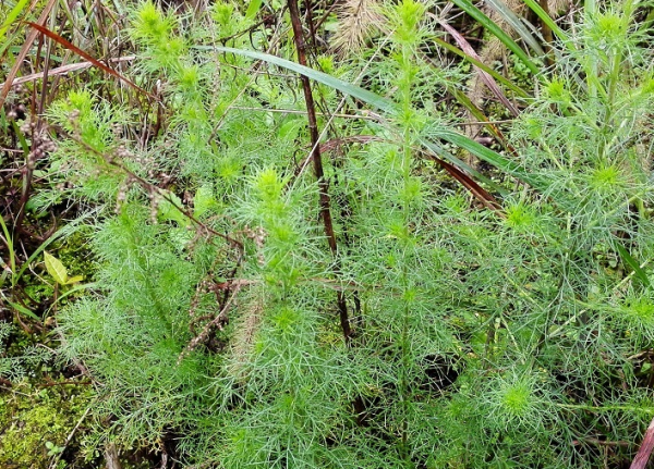 驱蚊草哪个品种最好