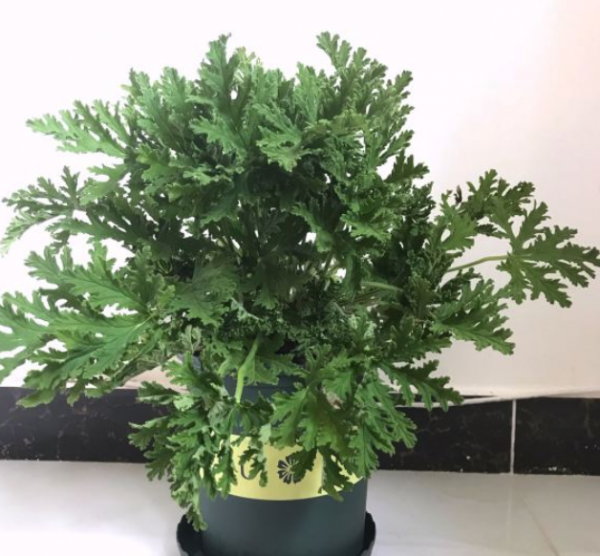 驱蚊草哪个品种最好