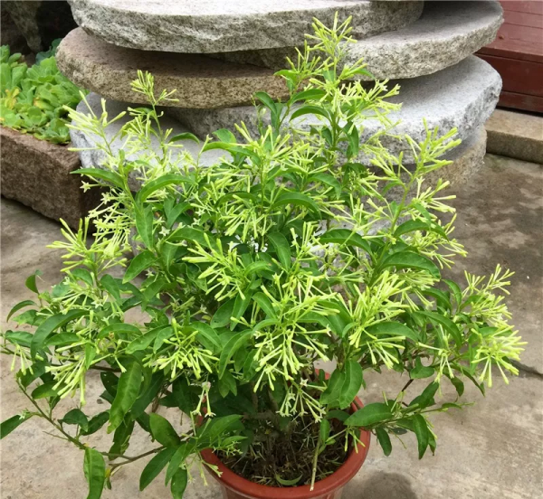 驱蚊草哪个品种最好