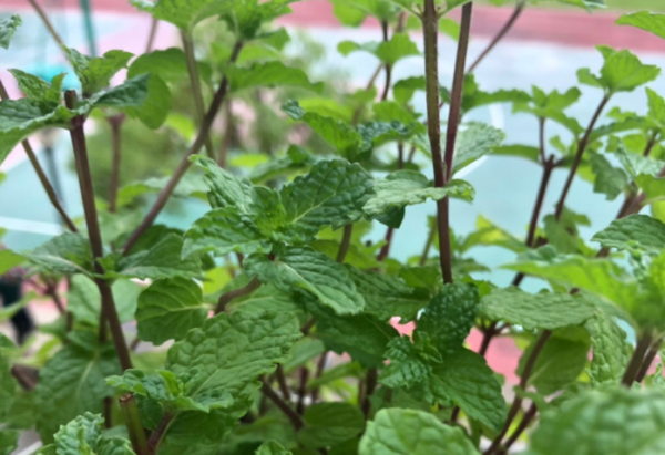 驱蚊草哪个品种最好