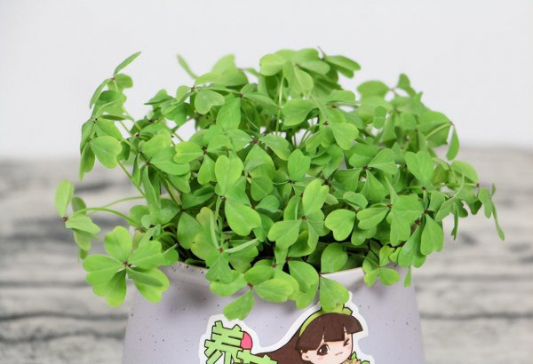 三叶草和酢浆草怎么区分