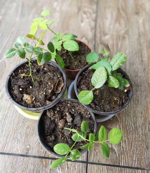 月季花怎么培植方法