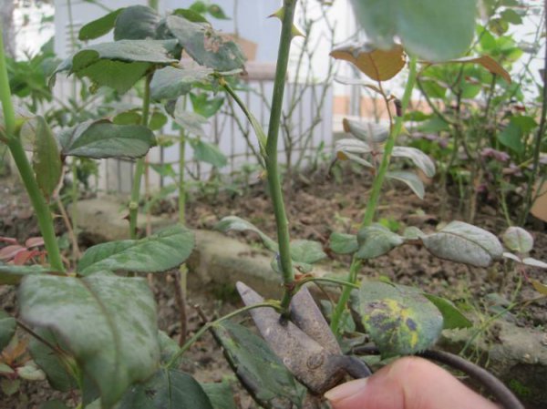 月季花怎么培植方法
