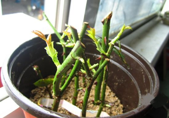 月季花怎么培植方法