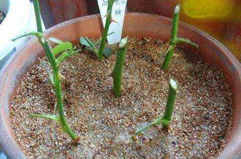 月季花怎么培植方法