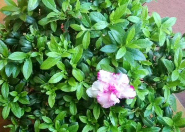 盆栽杜鹃花怎么过冬
