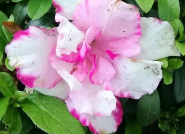 盆栽杜鹃花怎么过冬