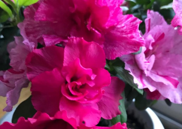 盆栽杜鹃花怎么过冬