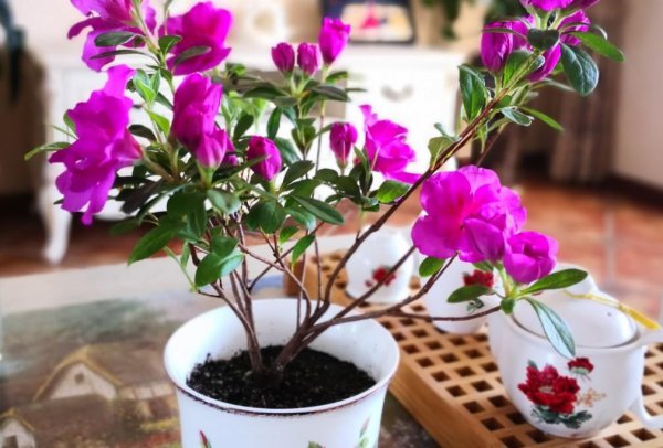 盆栽杜鹃花怎么过冬