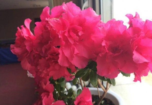 盆栽杜鹃花怎么过冬