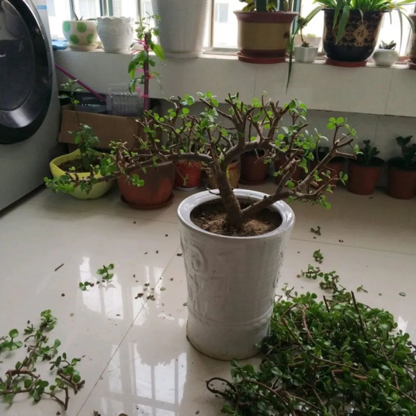 最好养的植物有哪些
