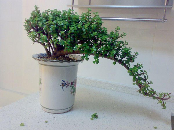 最好养的植物有哪些