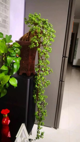 最好养的植物有哪些