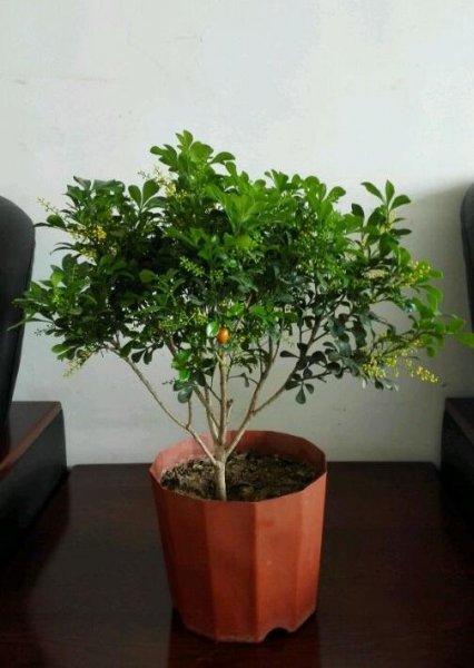 最好养的植物有哪些