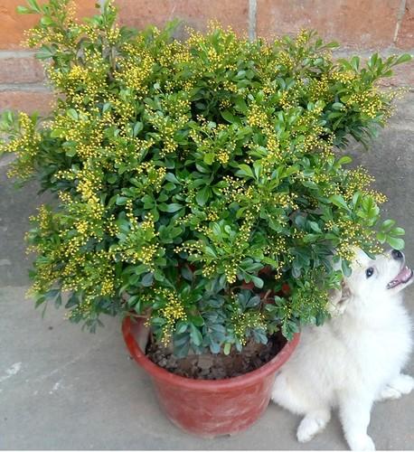 最好养的植物有哪些