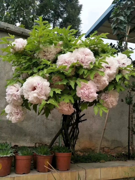 最好养的植物有哪些