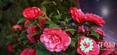 山茶花代表什么意思