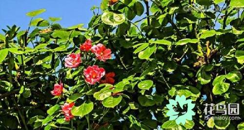 山茶花代表什么意思