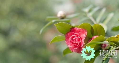 山茶花代表什么意思