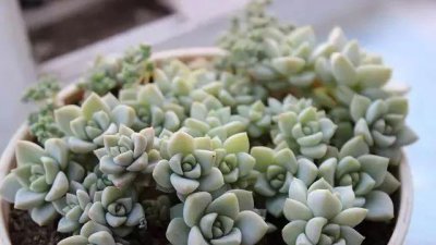 多肉植物有哪些种类 常见多肉种类介绍