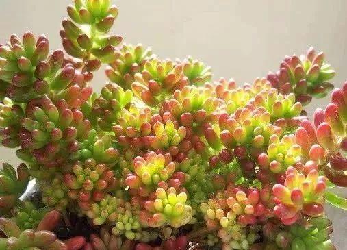 多肉植物有哪些种类