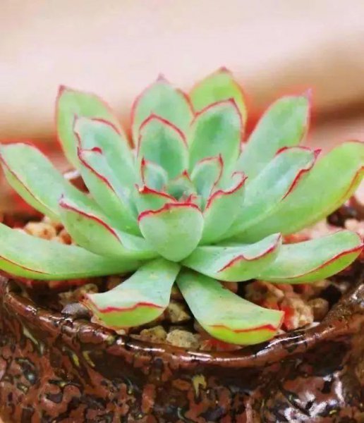 多肉植物有哪些种类