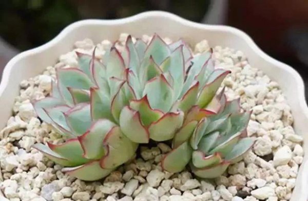 多肉植物有哪些种类