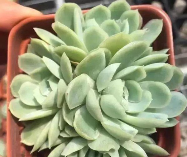 多肉植物有哪些种类