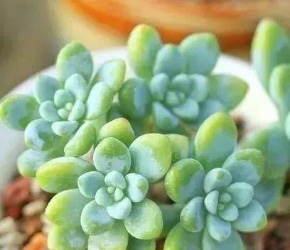 多肉植物有哪些种类